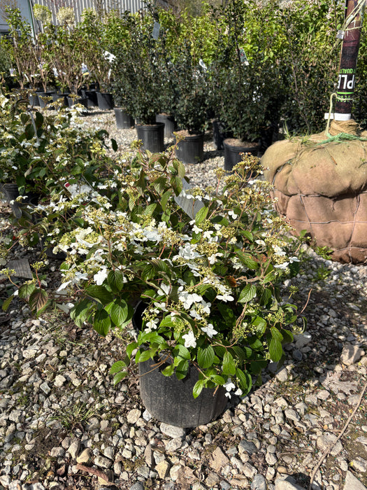Summer Snowflake Viburnum