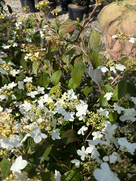 Summer Snowflake Viburnum
