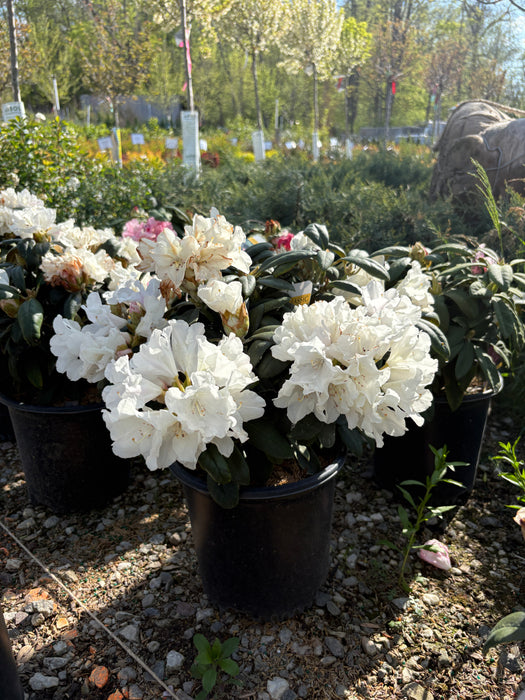 Yaku Princess Rhododendron