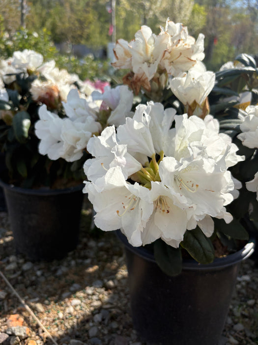 Yaku Princess Rhododendron