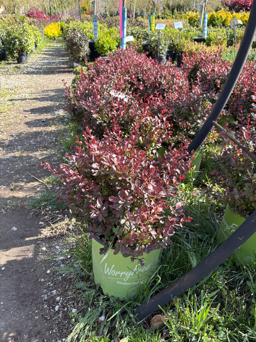 WorryFree® Crimson Cutie® Barberry