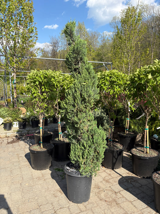 Blue Point Juniper