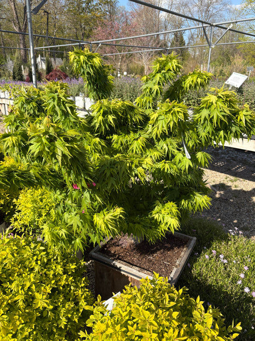 Mikawa Yasubusa Japanese Maple