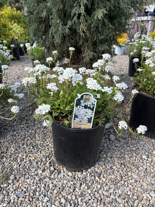 Snowflake Candytuft