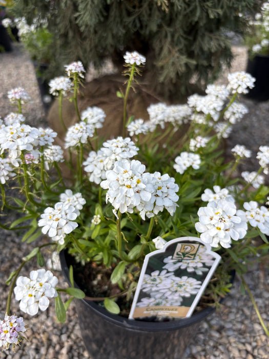 Snowflake Candytuft