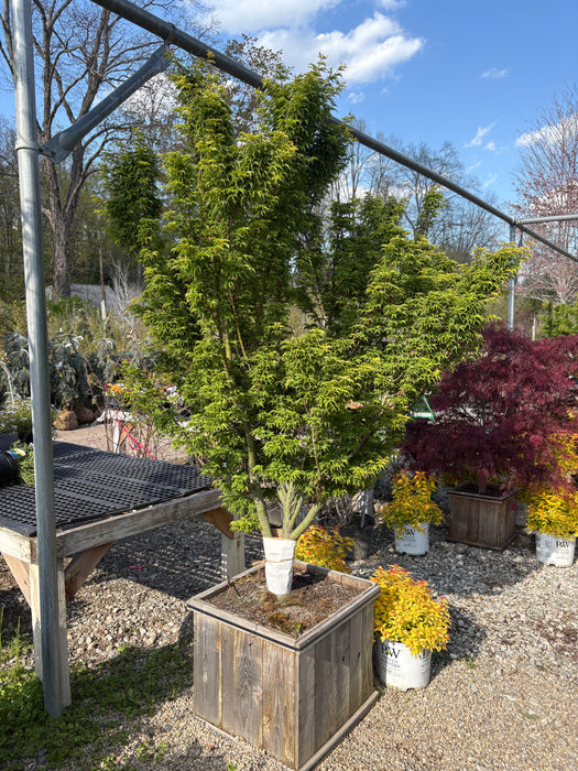 Lion's Head Japanese Maple
