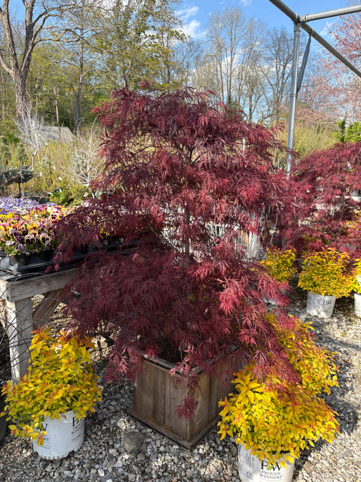 Red Dragon Japanese Maple