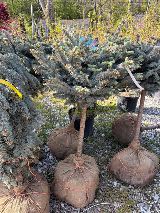 Globe Colorado Blue Spruce