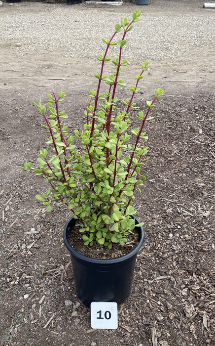 Giant Elephant Bush