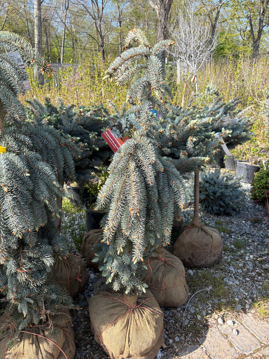Slenderina Weeping Blue Spruce