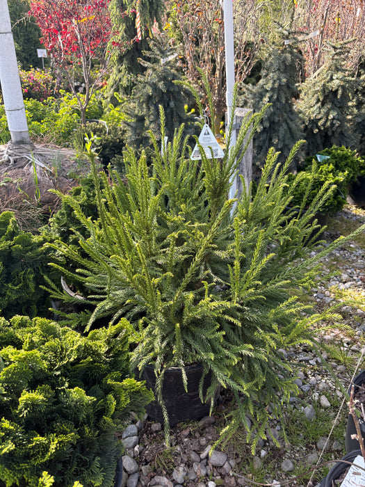 Snake Japanese Cedar