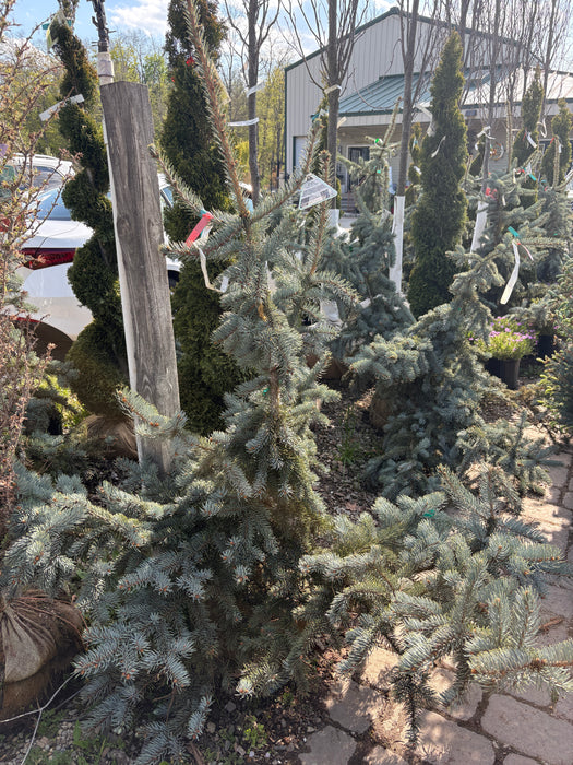 Weeping Colorado Blue Spruce