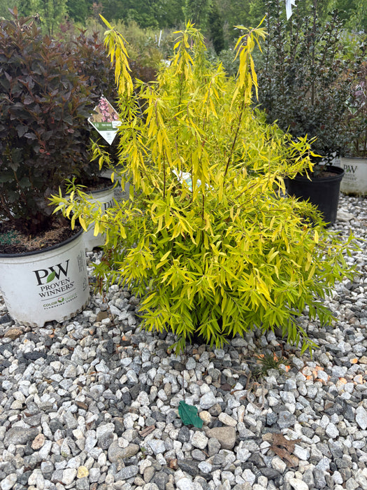 Mellow Yellow Spiraea