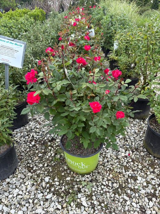 Knock Out® Rose