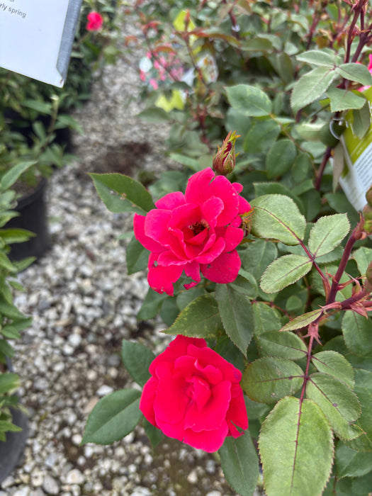Knock Out® Rose