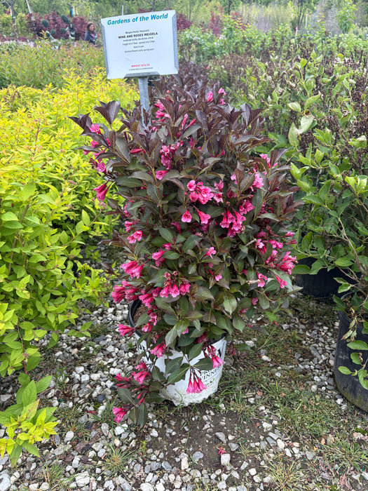 Wine & Roses® Weigela
