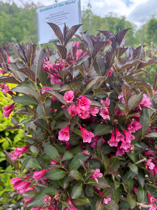 Wine & Roses® Weigela