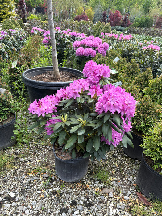 English Roseum Rhododendron