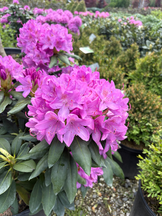 English Roseum Rhododendron