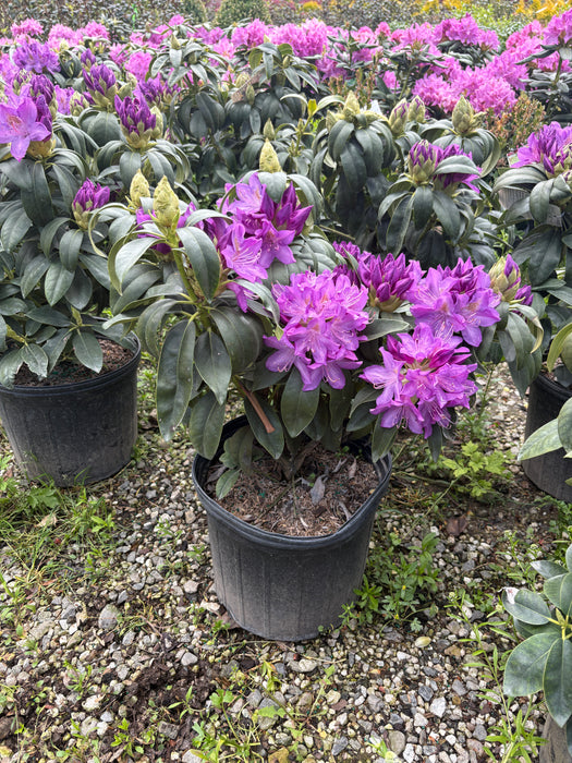 Purpureum Elegans Rhododendron