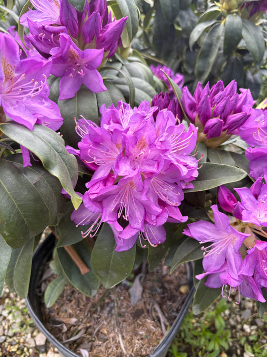 Purpureum Elegans Rhododendron