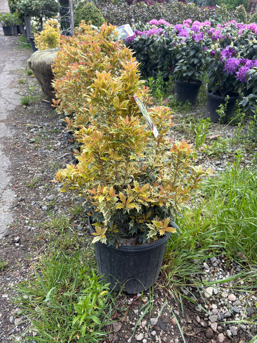 Goshiki False Holly Osmanthus