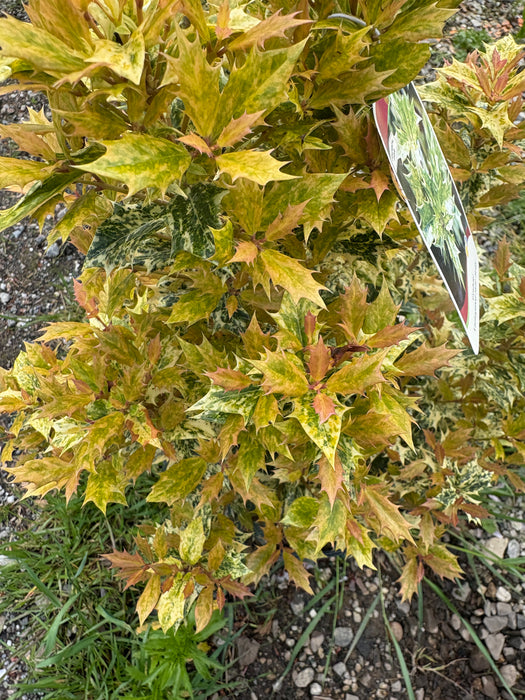 Goshiki False Holly Osmanthus