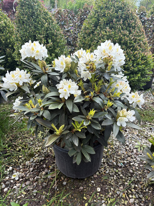 Chionoides Rhododendron