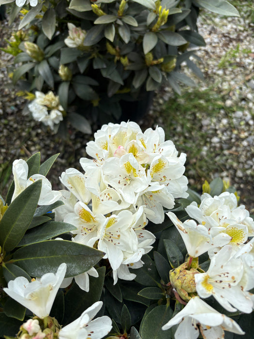 Chionoides Rhododendron