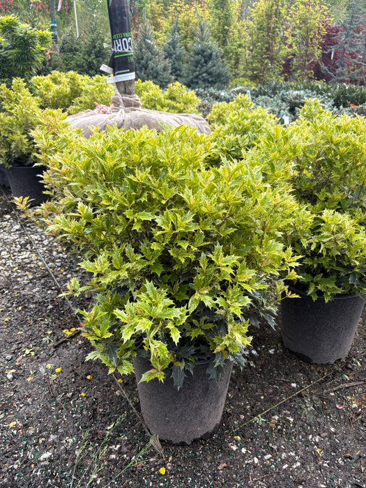 Goshiki False Holly Osmanthus