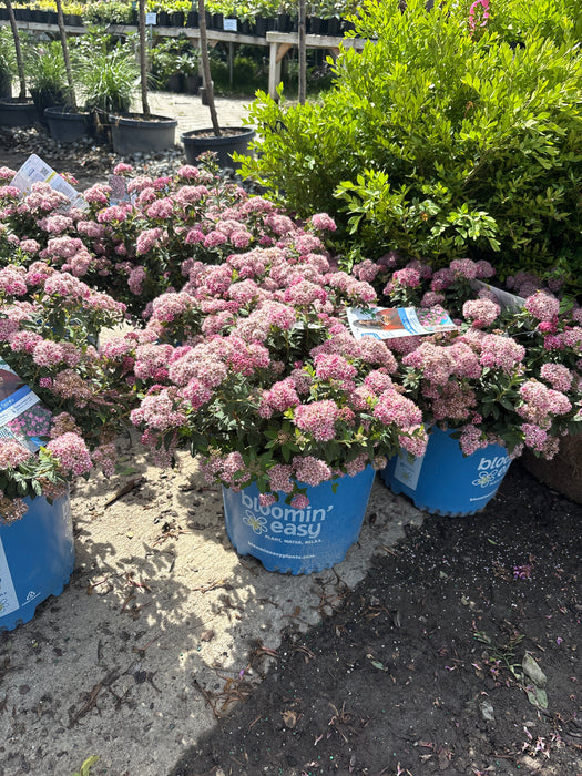 Poprocks® Petite Spirea