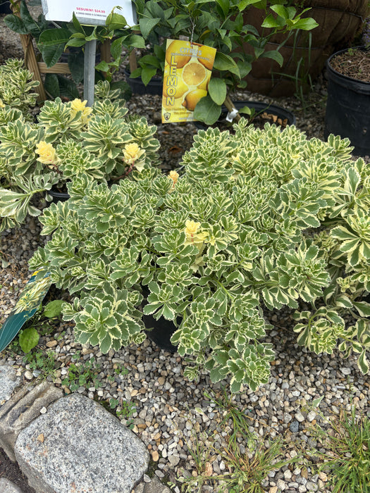 Atlantis Stonecrop