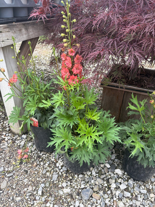Red Lark Larkspur (Delphinium)