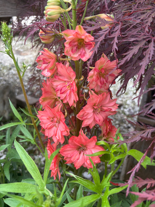 Red Lark Larkspur (Delphinium)