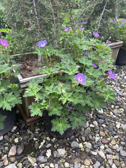 Rozanne Geranium