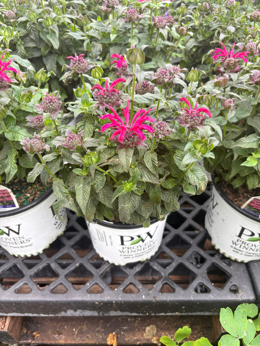 Leading Lady Razzberry Bee Balm