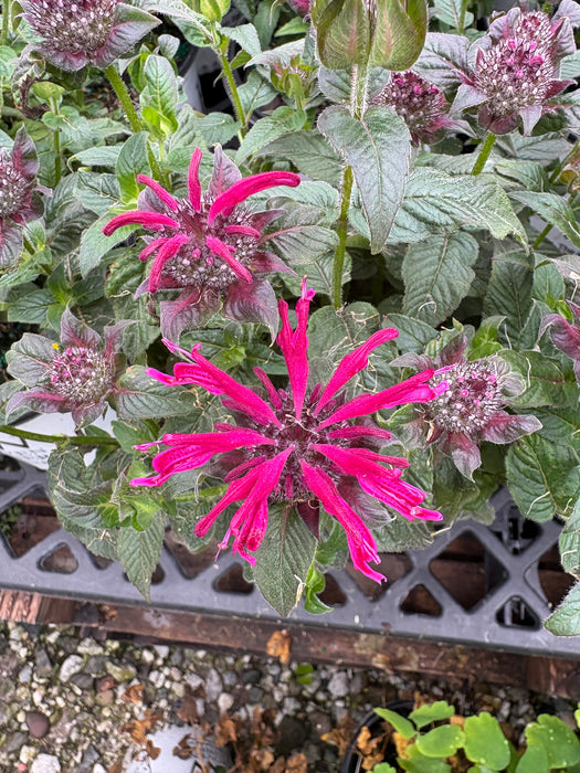 Leading Lady Razzberry Bee Balm