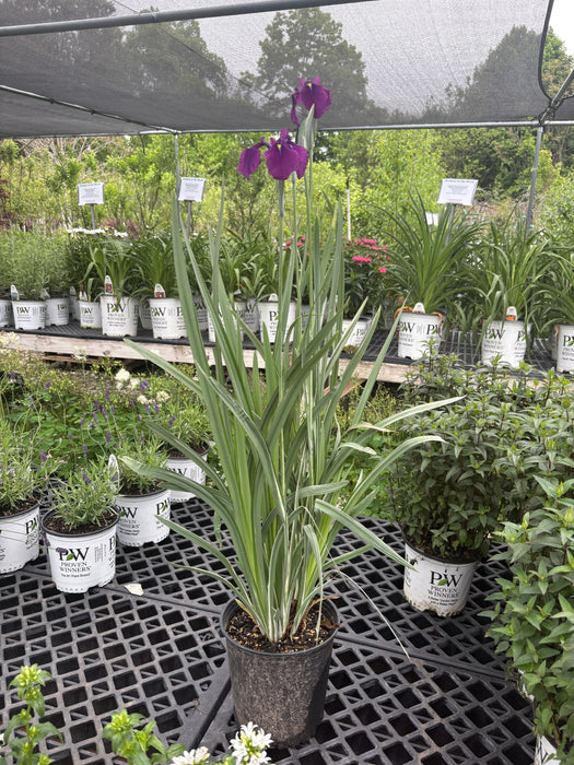 Variegated Japanese Water Iris