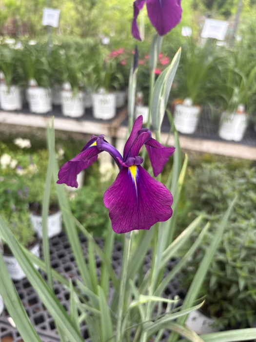 Variegated Japanese Water Iris