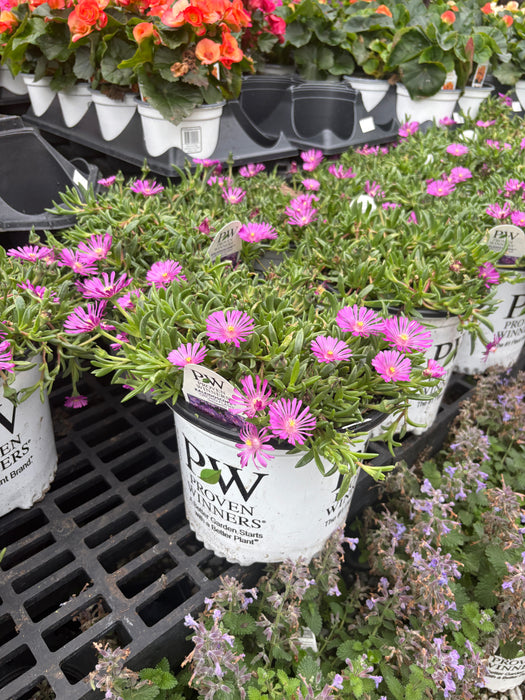 Kaleidoscope™ Orchid Flash Hardy Ice Plant