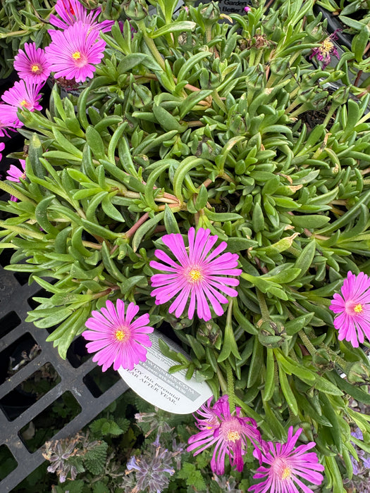 Kaleidoscope™ Orchid Flash Hardy Ice Plant