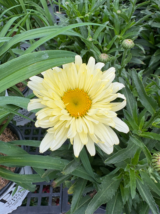 Amazing Daisies® Banana Cream II Shasta Daisy