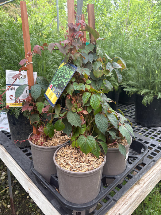 Boston Ivy