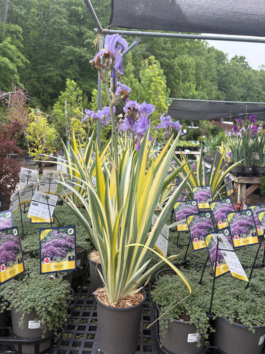 Golden Variegated Sweet Iris
