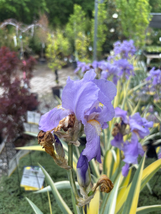 Golden Variegated Sweet Iris