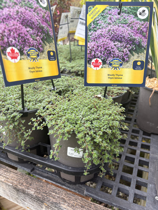 Woolly Thyme