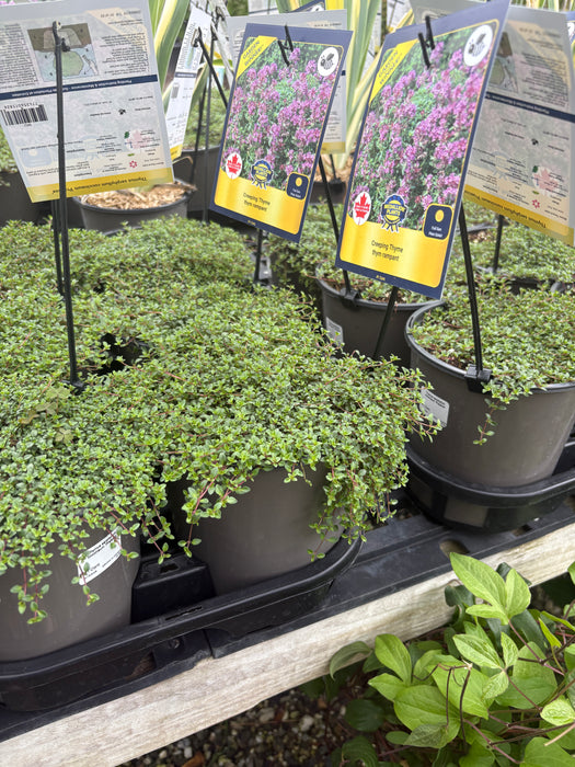 Red Creeping Thyme
