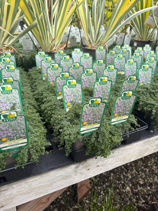 Elfin Creeping Thyme