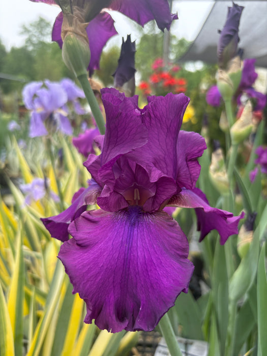 Sultry Mood Bearded Iris