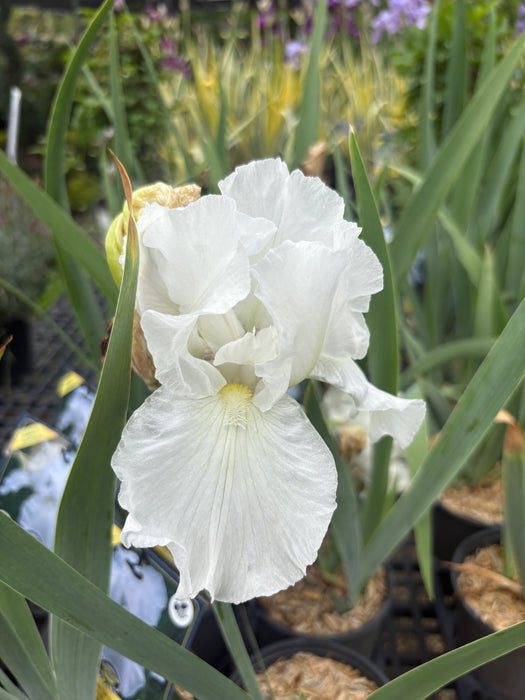 Immortality Bearded Iris